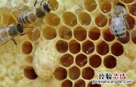 蜂群失王有哪些表现 蜂群失王的原因