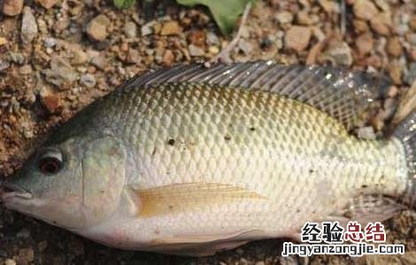 罗非鱼的生活习性 罗非鱼的生长环境