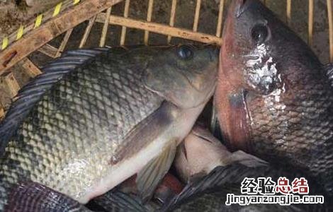 罗非鱼的生活习性 罗非鱼的生长环境
