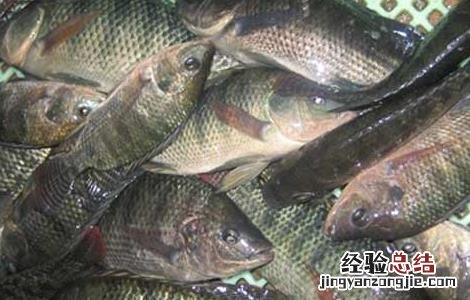 罗非鱼的生活习性 罗非鱼的生长环境