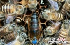 蜂群介王成功后要哪些表现 蜂群介王怎么样算成功