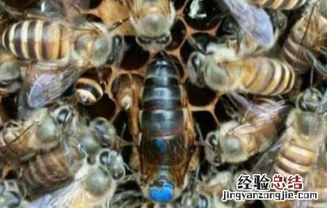 蜂群介王成功后要哪些表现 蜂群介王怎么样算成功