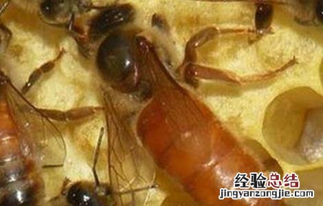 蜂群介王成功后要哪些表现 蜂群介王怎么样算成功