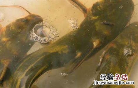 黄颡鱼一点红病防治方法 黄颡鱼红嘴巴要什样防治