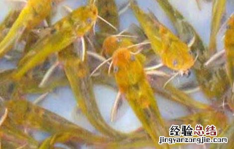 黄颡鱼一点红病防治方法 黄颡鱼红嘴巴要什样防治