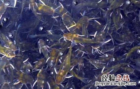 黄颡鱼一点红病防治方法 黄颡鱼红嘴巴要什样防治