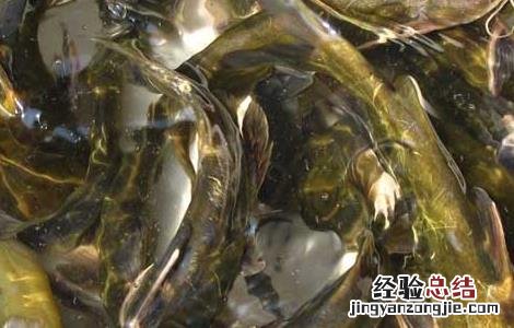 黄颡鱼一点红病防治方法 黄颡鱼红嘴巴要什样防治