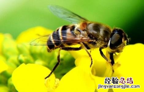 蜜蜂不酿蜜是什么原因造成的 蜜蜂不酿蜜是什么原因