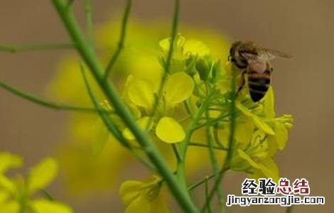蜜蜂不酿蜜是什么原因造成的 蜜蜂不酿蜜是什么原因