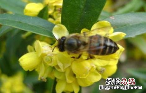 蜜蜂不酿蜜是什么原因造成的 蜜蜂不酿蜜是什么原因