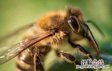 蜜蜂不酿蜜是什么原因造成的 蜜蜂不酿蜜是什么原因