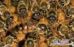 中蜂逃群原因及处理方法 中蜂逃群原因及处理方法图片