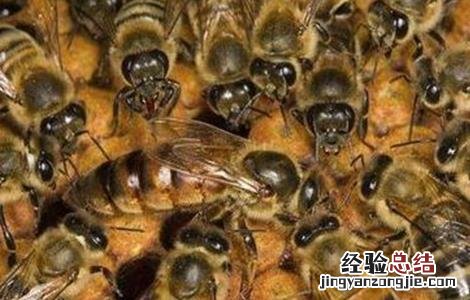 中蜂逃群原因及处理方法 中蜂逃群原因及处理方法图片