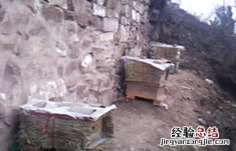 中蜂逃群原因及处理方法 中蜂逃群原因及处理方法图片