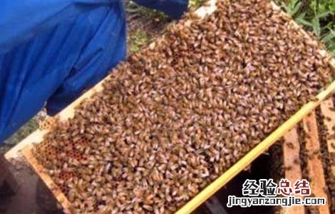 中蜂逃群原因及处理方法 中蜂逃群原因及处理方法图片