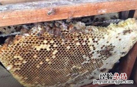 怎样诱捕侦查蜂 抓侦查蜂关起来诱蜂