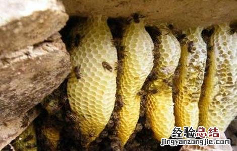 怎样诱捕侦查蜂 抓侦查蜂关起来诱蜂