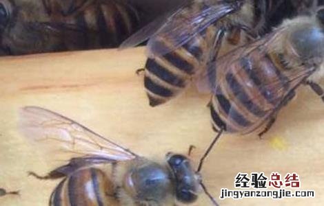 中蜂双王群的优点和缺点 中蜂双王群的优点和缺点是什么