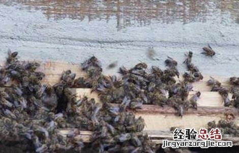 中蜂双王群的优点和缺点 中蜂双王群的优点和缺点是什么