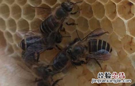 中蜂双王群的优点和缺点 中蜂双王群的优点和缺点是什么