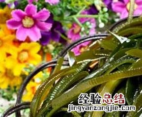 抗辐射的食材 抗辐射的食物有哪些律