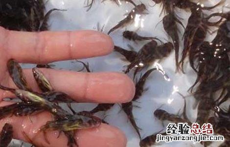 黄颡鱼的饲料配方和投喂方法 自配黄颡鱼饲料