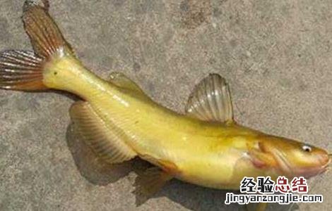 黄颡鱼的饲料配方和投喂方法 自配黄颡鱼饲料