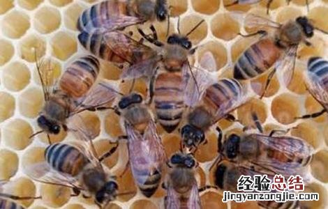 怎么判断蜂群是否失王 怎么判断蜂群是否失王蜂