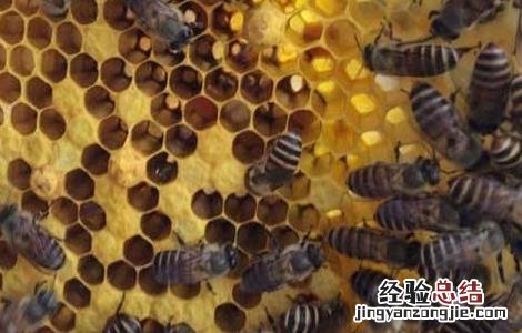 怎么判断蜂群是否失王 怎么判断蜂群是否失王蜂