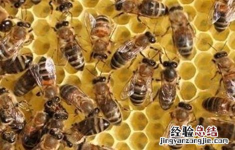 怎么判断蜂群是否失王 怎么判断蜂群是否失王蜂