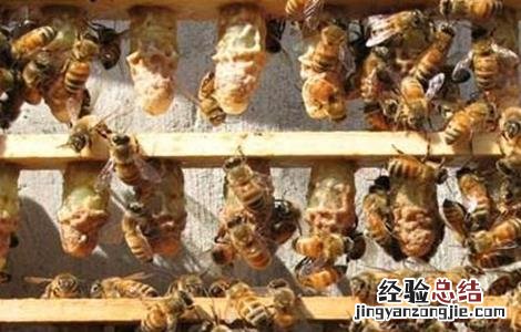 蜜蜂割脾育王技术 蜜蜂割脾育王技术