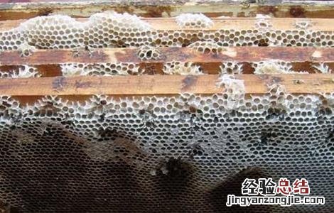 蜜蜂割脾育王技术 蜜蜂割脾育王技术