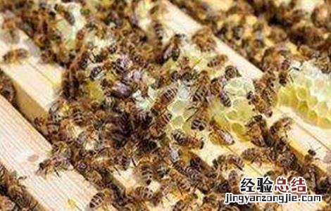 蜜蜂割脾育王技术 蜜蜂割脾育王技术