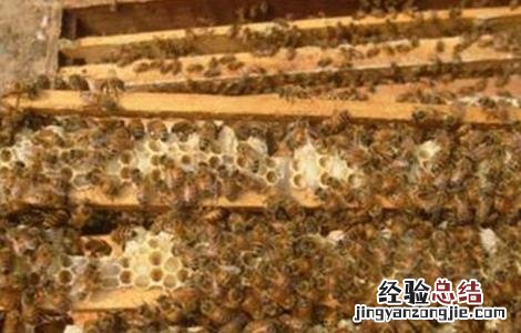 蜜蜂割脾育王技术 蜜蜂割脾育王技术