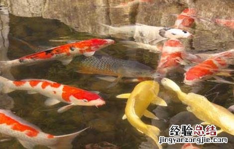 四季鱼特点 观赏鱼的四季管理