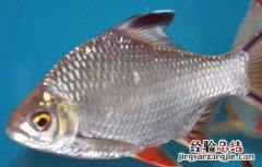 四季鱼特点 观赏鱼的四季管理