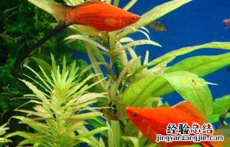 四季鱼特点 观赏鱼的四季管理