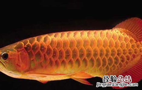 观赏鱼饲料种类有哪些图片 观赏鱼饲料种类有哪些