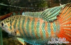 观赏鱼饲料种类有哪些图片 观赏鱼饲料种类有哪些