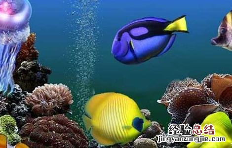 观赏鱼饲料种类有哪些图片 观赏鱼饲料种类有哪些