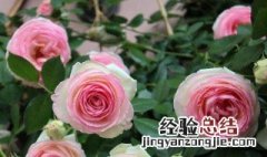 月季多头开花要修剪吗视频 月季多头开花要修剪吗