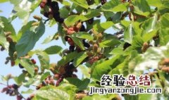 采摘桑果一般是什么季节 桑果采摘时间