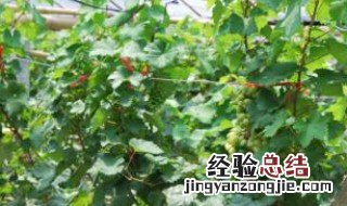 葡萄只长叶不结果 葡萄只长叶不结果怎么回事