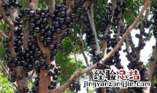 加多宝果树的种植管理 加多宝果什么月开花