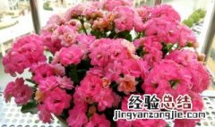 长寿花什么季节可以叶插繁殖 长寿花什么季节可以叶插