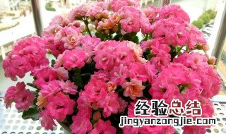 长寿花什么季节可以叶插繁殖 长寿花什么季节可以叶插