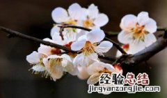 赞誉梅花的品德的句子 赞誉梅花的品德的句子简短