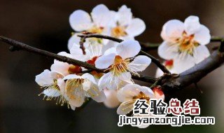 赞誉梅花的品德的句子 赞誉梅花的品德的句子简短
