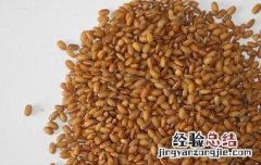 什么是糙米茶 糙米茶百科