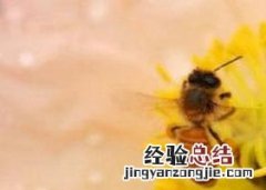 茶花花粉的功效与作用 茶花花粉的功效与作用
